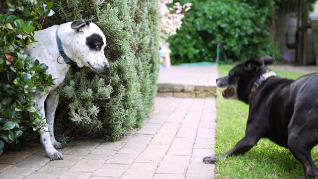 Two dogs playing together outside in their yard