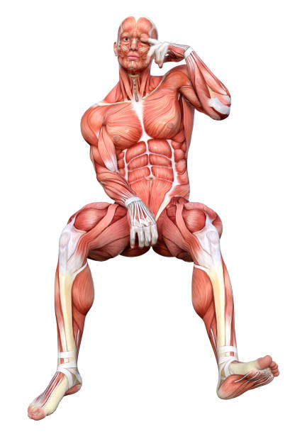 istock 3D Rendering Male Anatomy Figure on White 1600564410