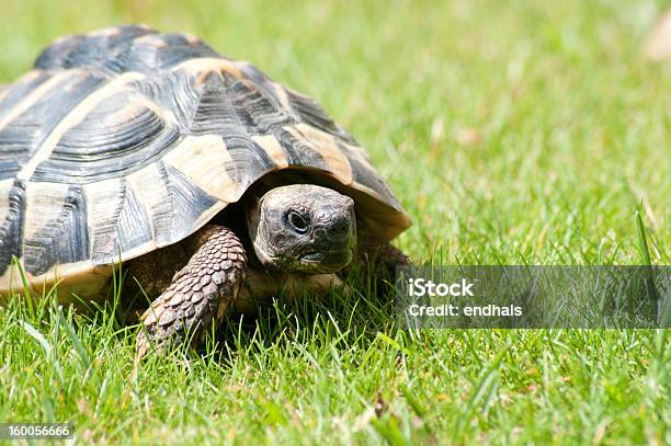 Testudo Hermanni Turtle Stock Photo - Download Image Now - Hermann's Tortoise, Animal, Animal Shell