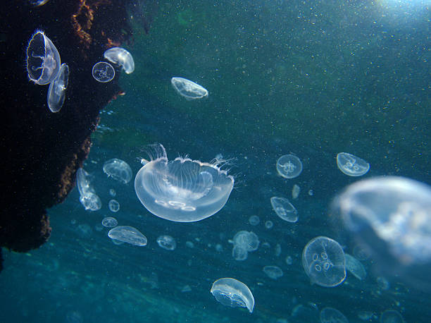 istock Jellyfish on the high seas 160056686