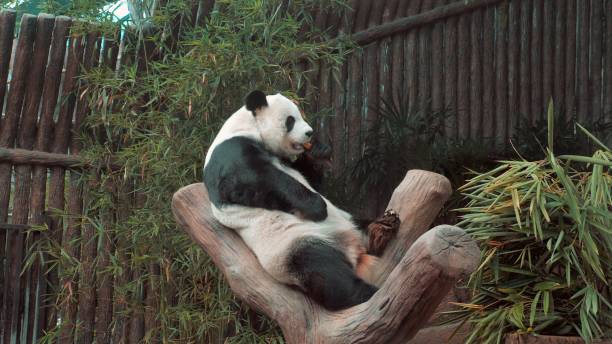 istock Giant Panda eating bamboo shoots in a zoo. 1600567230