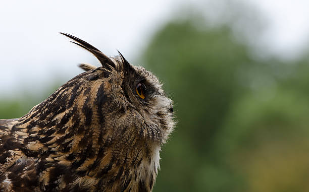 Owl stock photo