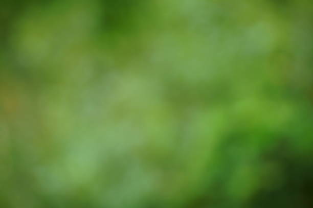 istock Blurred natural background. Wildflowers in the field. 1600567793