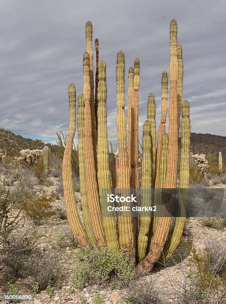 Photo libre de droit de Cactus En Tuyaux Dorgue banque d'images et plus d'images libres de droit de Arizona - Arizona, Cactus, Désert