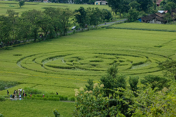 Crop Circle Crop circle phenomena seen in rice field in Rejosari Village from. crop circle stock pictures, royalty-free photos & images