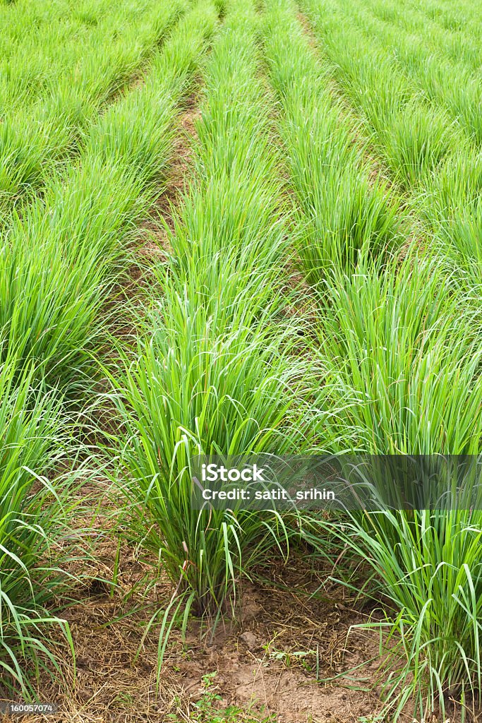 Lemon grass plant,North East of Thailand. Asia Stock Photo