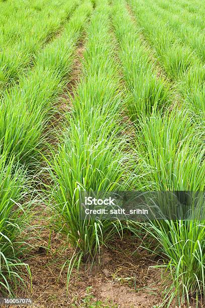 Lemon Grass Plant North East Of Thailand Stock Photo - Download Image Now - Asia, Blade of Grass, Freshness