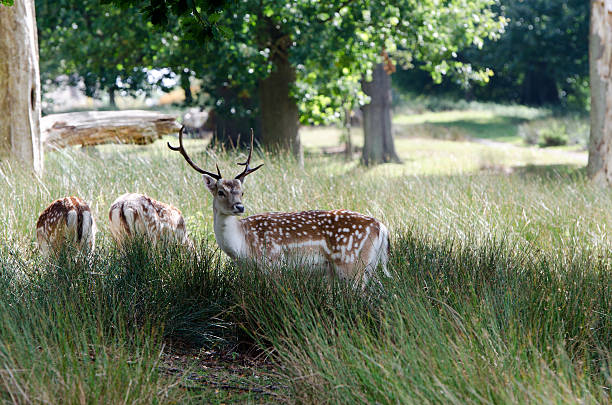 Wild Deer stock photo