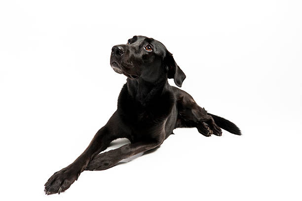 istock Black Labrador mix against a white background 160057341