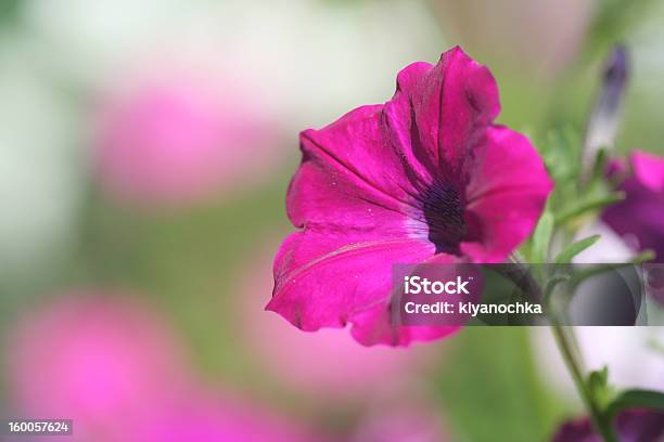 Petunia Fiore - Fotografie stock e altre immagini di Aiuola - Aiuola, Ambientazione esterna, Bellezza