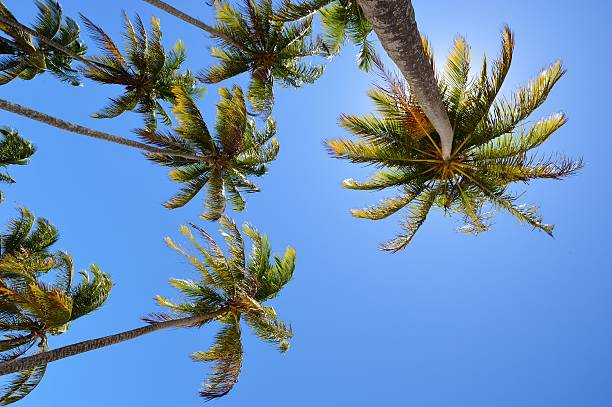 istock Palms against the blue sky 160057642