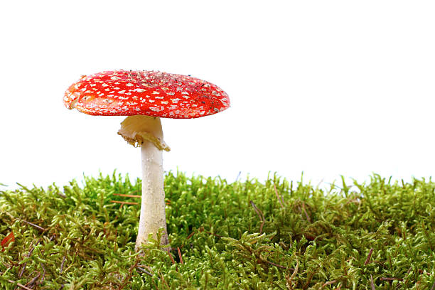 istock red amanita in moss 160057946
