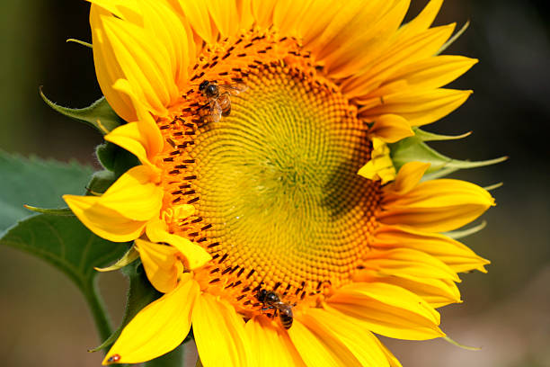 Bright Sunflower stock photo