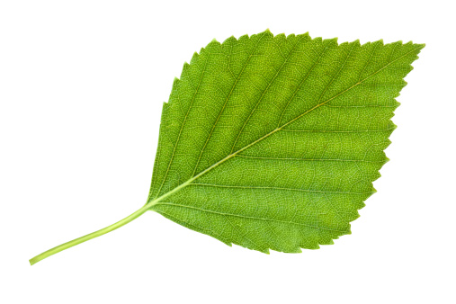 Macro details of fractal veins on green leaf