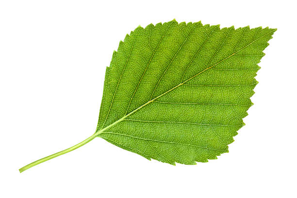 Birch leaf Birch leaf. Isolated on white. birch tree stock pictures, royalty-free photos & images
