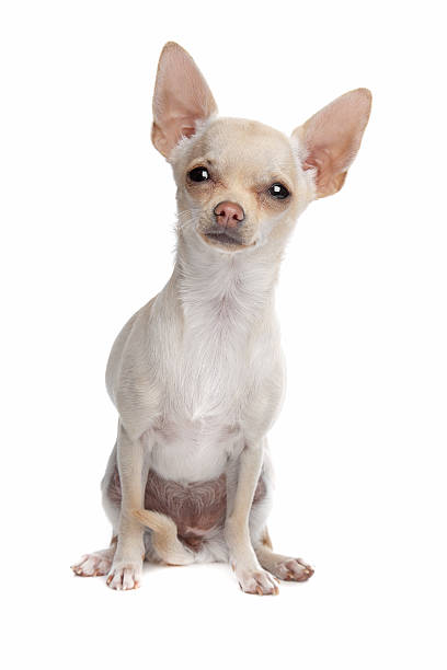 istock short haired chihuahua 160058398
