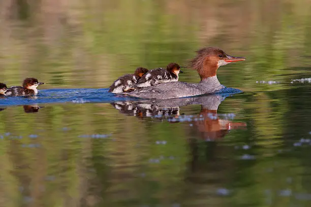 A Common Merganser carries some of her many young on her back for the sake of speed.