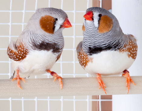 Two male zebra finches sitting on a perch.