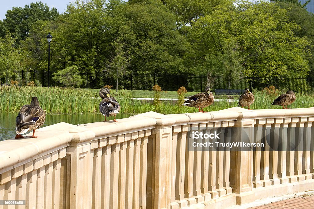 Patos alinhados - Foto de stock de Bando de Pássaros royalty-free