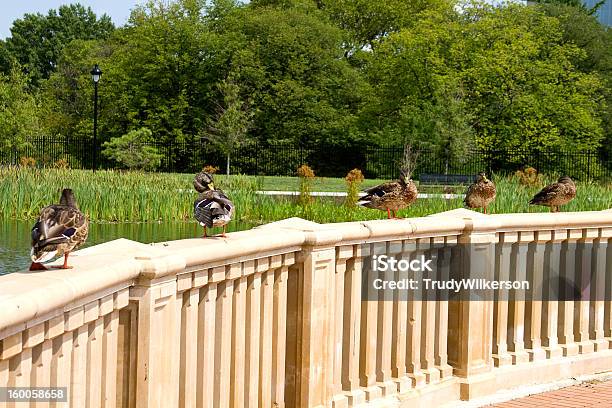 Foto de Patos Alinhados e mais fotos de stock de Bando de Pássaros - Bando de Pássaros, Beleza natural - Natureza, Cimento