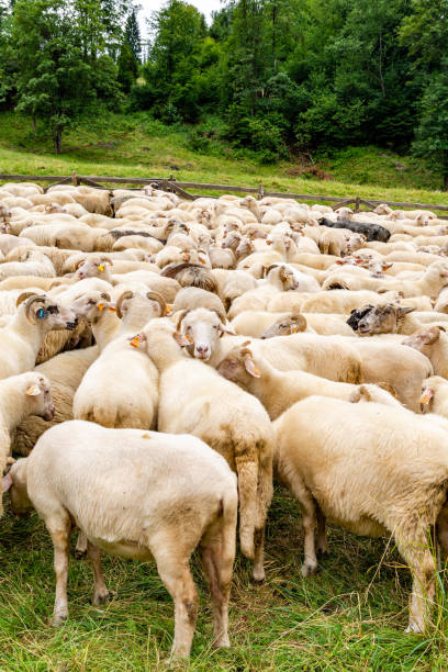 istock Sheep on the meadow in Jaworki (Poland) 1600588479