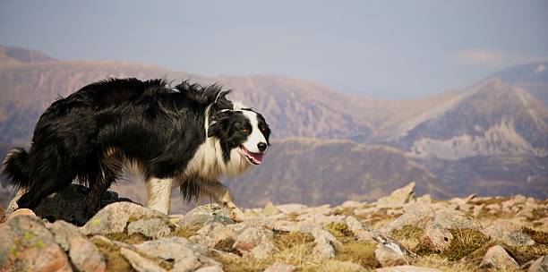 istock border collie fell walking in Scotland 160059375