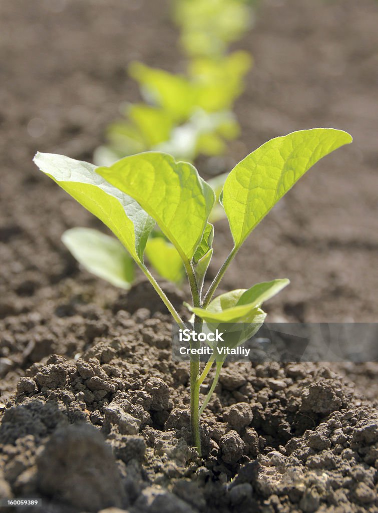 Eggplant seedlings Eggplant seedlings in the garden Agriculture Stock Photo