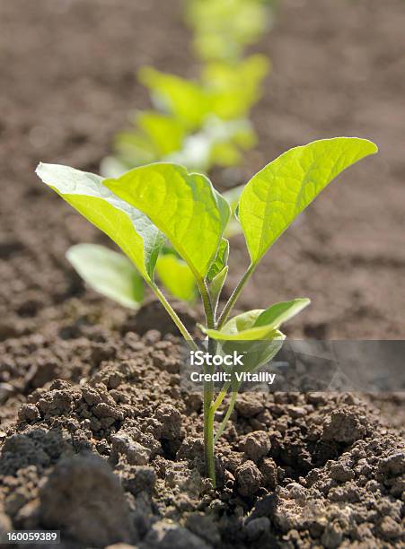 Eggplant Seedlings Stock Photo - Download Image Now - Agriculture, Backgrounds, Brussels Sprout