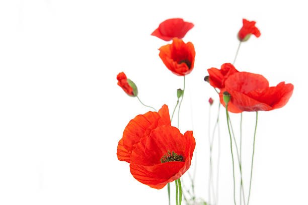 istock Poppies isolated on white background 160059431