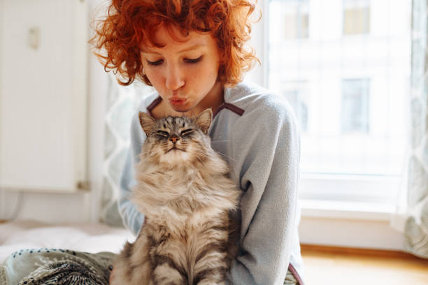 friendship between domestic cat and pet owner - maine coon cat imagens e fotografias de stock