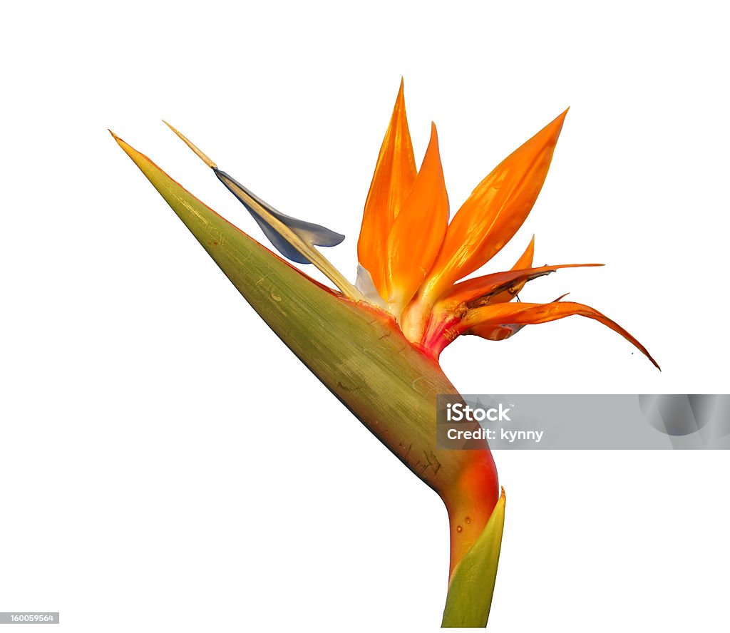 paradise flower isolated Flower Head Stock Photo