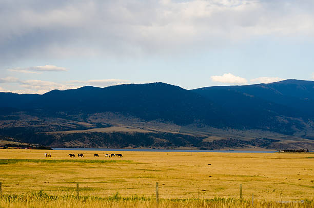 Summer Sunset on the Balckfeet Reservation in Montana with Wild horses in the background. Montana. USA