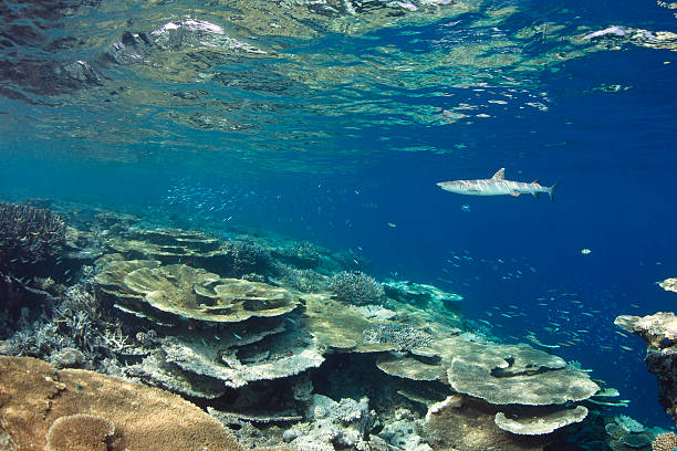 istock White tip reef shark Triaenodon Obesus 160059668