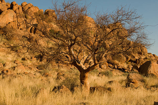 istock Namibian landscape 160059762