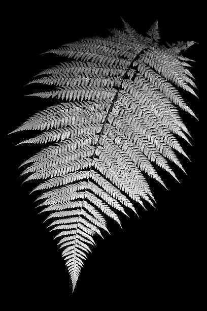 A black and white isolated fern Black and White image of a fern in New Zealand isolated on black fern silver new zealand plant stock pictures, royalty-free photos & images