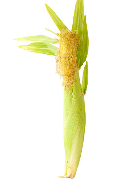 ear of corn ear of corn on a white background maize unshucked cob stock pictures, royalty-free photos & images