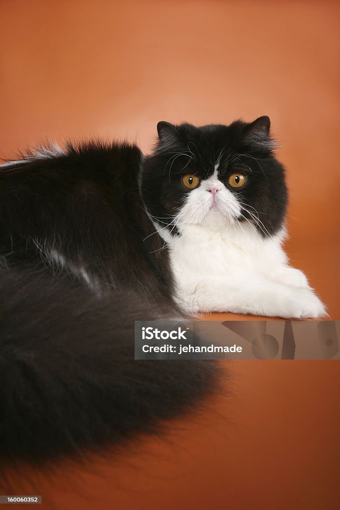 Gato Persa Blanco Y Negro Con Ojos Naranja Foto de stock y más banco de imágenes de Acostado - Acostado, Amor, Animal -