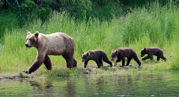 fêmea com brown bear cubs do alasca - katmai national park imagens e fotografias de stock