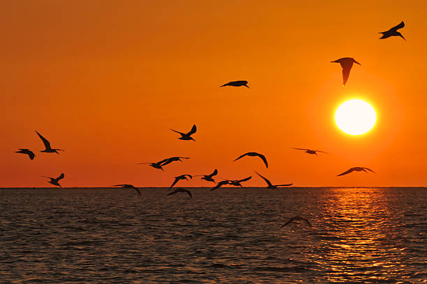 istock Birds and Florida Sunset 160060424