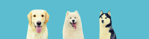 istock Set different happy dogs, Golden Retriever, Samoyed and Husky isolated on blue studio background 1600616759