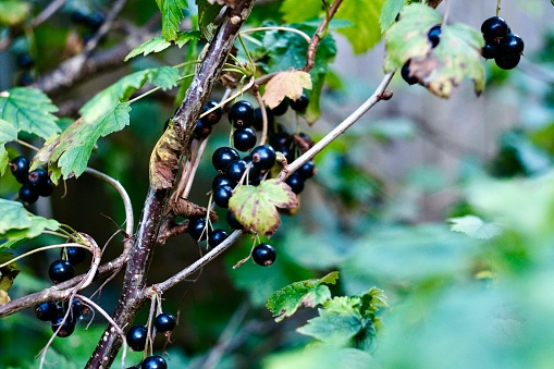 branch with black currant, macro shooting