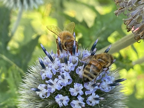 Two wild honey bees collecting nectar from flower in flowerbed