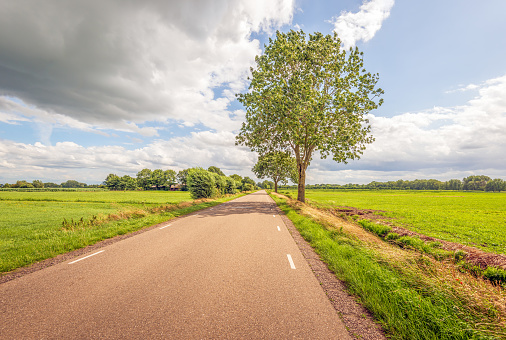 Landscape in the Dutch province of North Brabant with a straight country road and some trees. The photo was taken on a sunny day in the summer season.