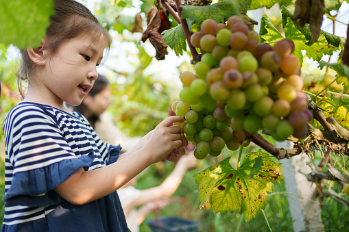 children picking grapes