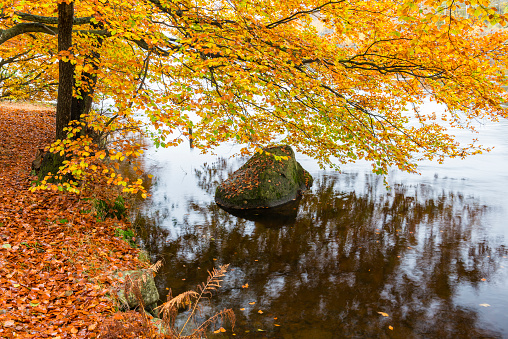 Beech tree hanging over lake in autumn