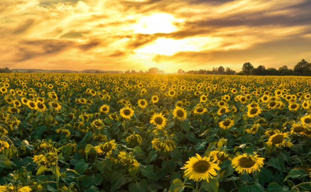 istock Sunflowers field on sunset 1600638451