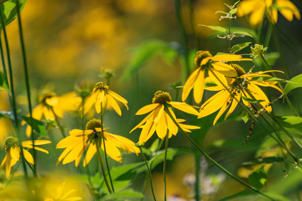 istock Rudbeckia laciniata in a mountain summer forest 1600644648