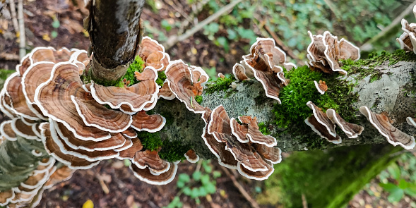 Tree trunk affected by the fungus Trametes versicolor