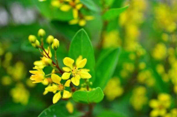 istock nature around the house 1600650113