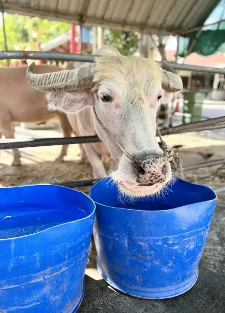 a photography of a cow sticking its tongue out of a blue bucket, there is a cow that is eating out of a blue bucket.